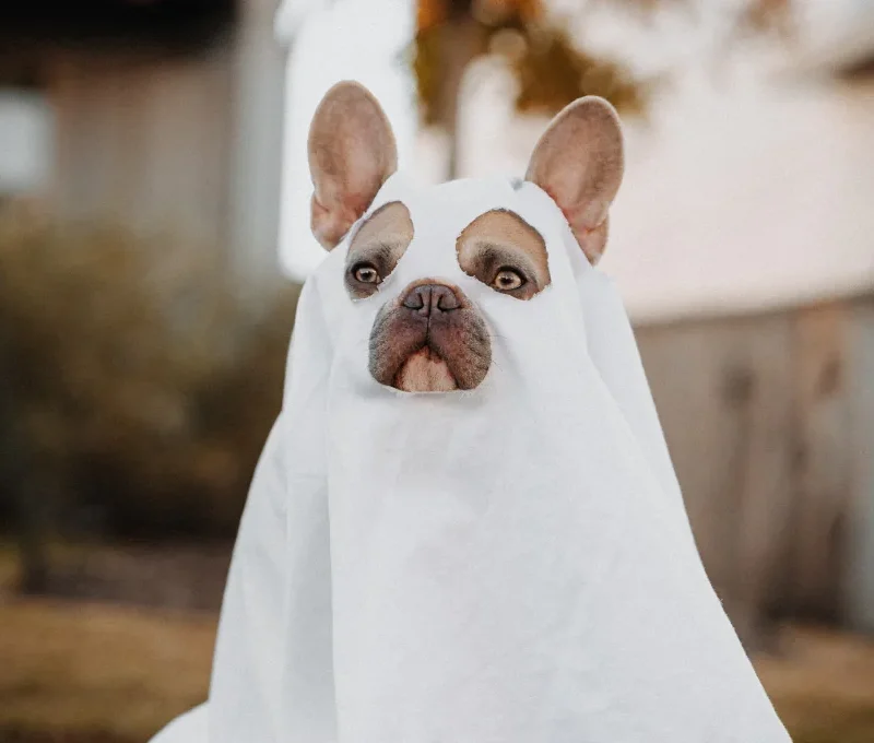 Consectetur Adipiscing